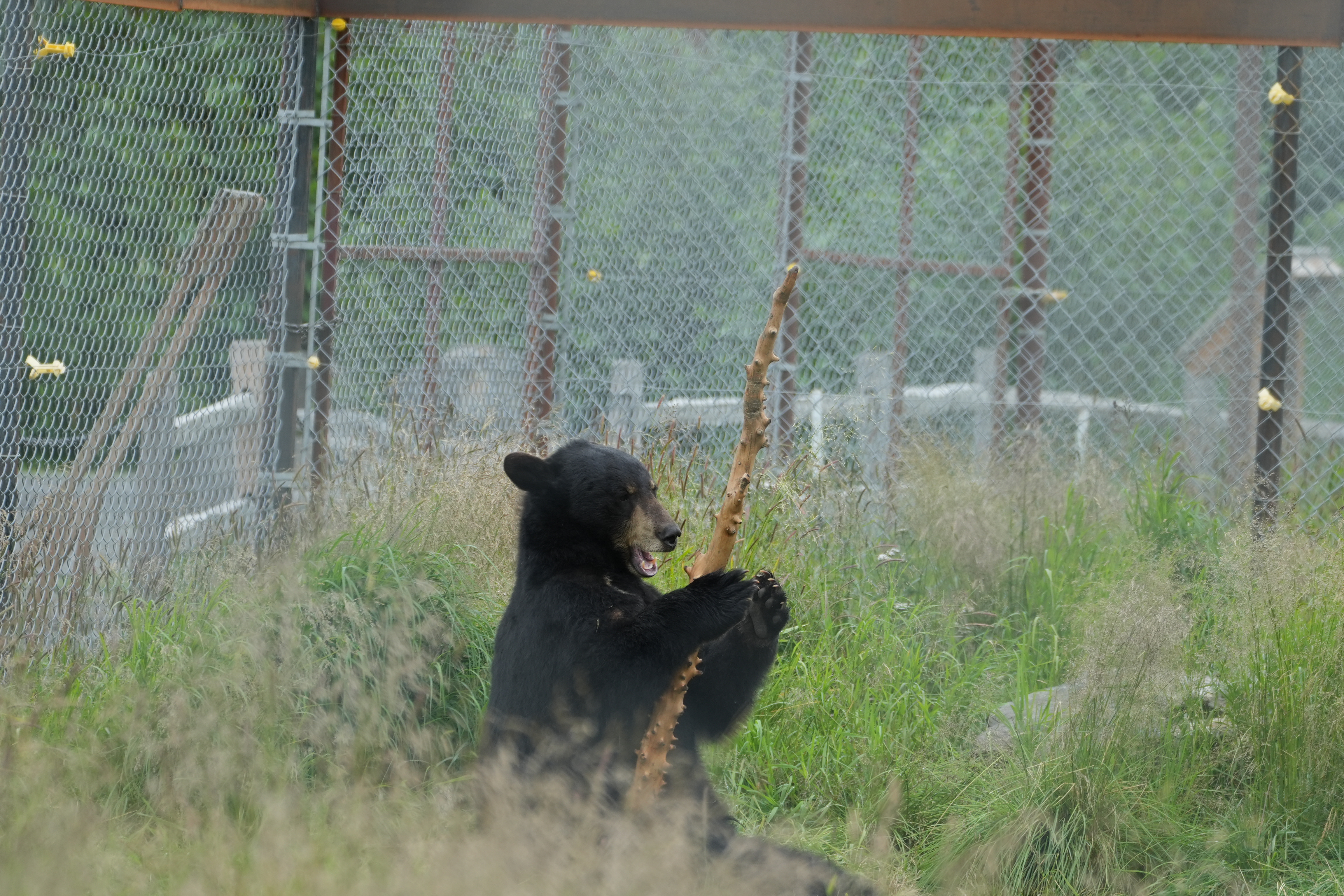 Black Bear Playing