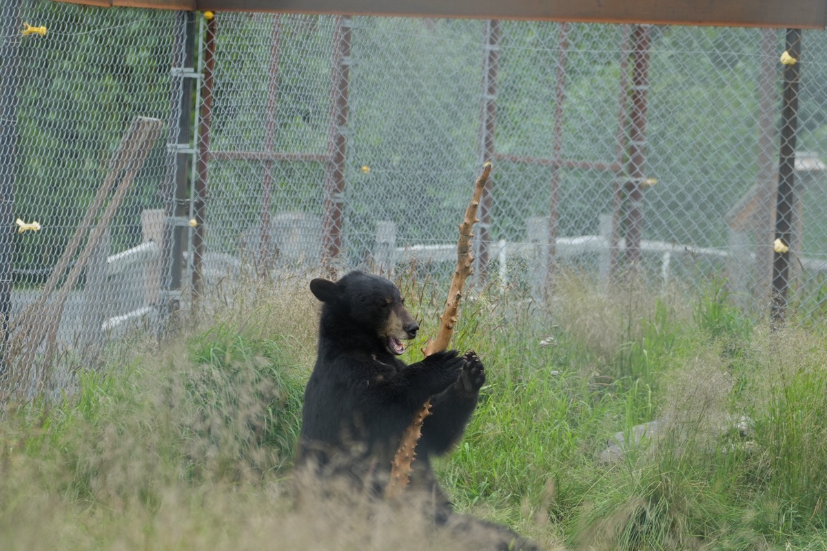 Black Bear Playing